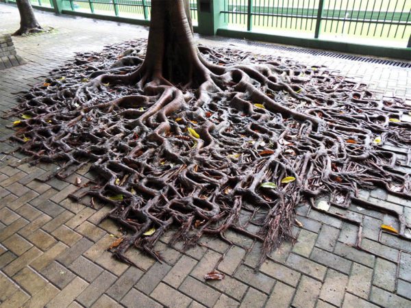 raízes-árvore-passeio