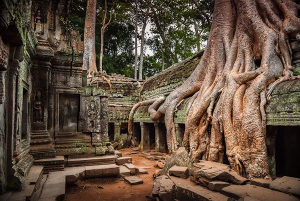 templo-árvores-cambodja