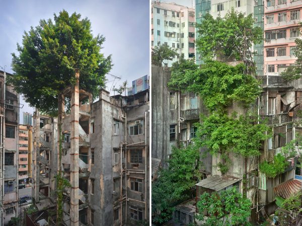 árvores-edifício-abandonados-hong-kong