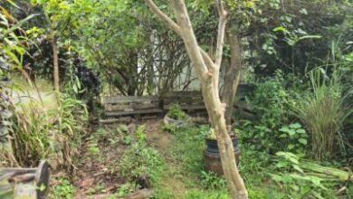 Em Guadalupe, hortas crioulas ensinam sobre clima em ambiente solidário