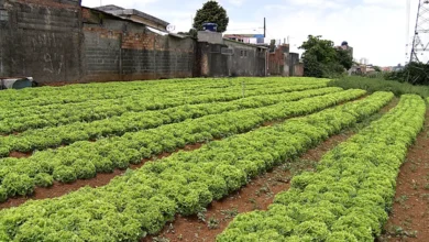 Hortas comunitárias transformam cidades em centros de cidadania e sustentabilidade