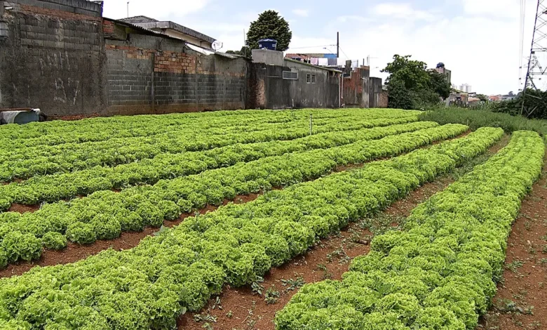 Hortas comunitárias transformam cidades em centros de cidadania e sustentabilidade