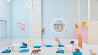 Japão: 6 Cafés com Animais Imperdíveis em Tóquio