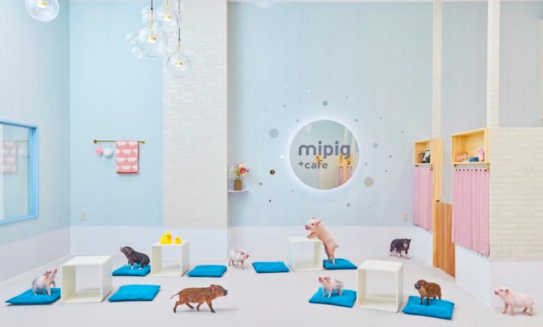 Japão: 6 Cafés com Animais Imperdíveis em Tóquio