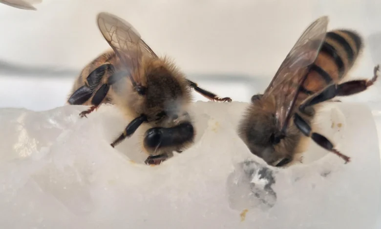 Cientistas descobrem nutrientes essenciais para abelhas — Colônias cresceram 15 vezes