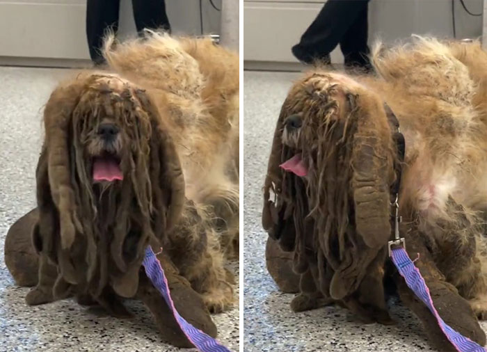 Cachorro abandonado com 6,5 quilos de pele emaranhada raspada durante uma transformação que mudou sua vida