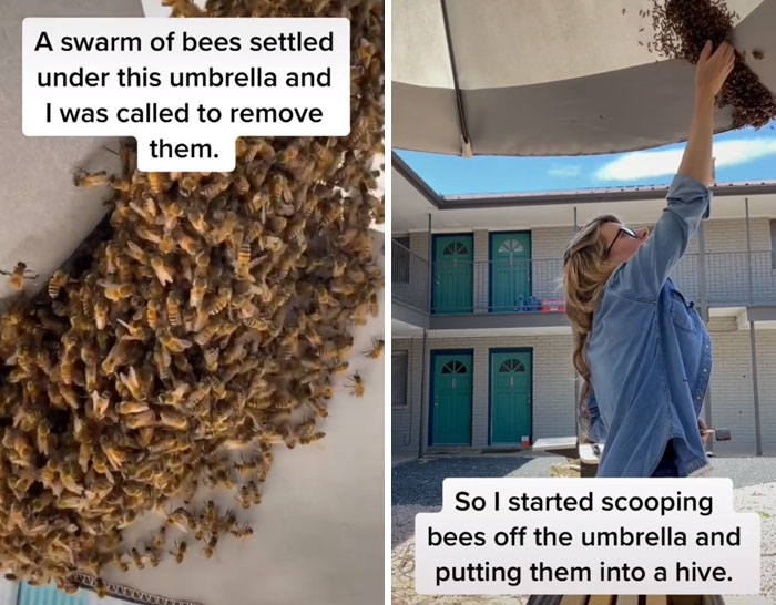 Este apicultor resgatou um enxame de abelhas com as mãos nuas e deu a eles uma nova abelha rainha