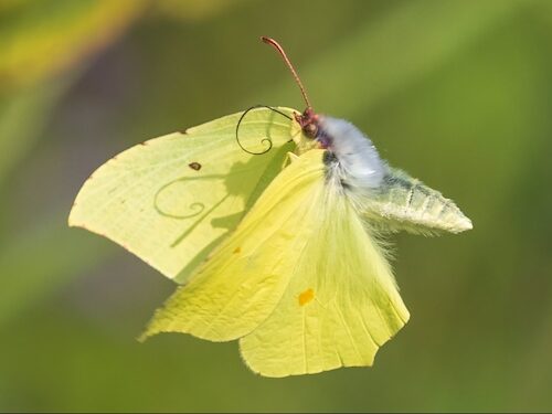 fotografo registra especies de borboletas 2