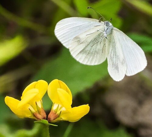 fotografo registra especies de borboletas 3