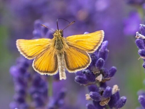 fotografo registra especies de borboletas 4