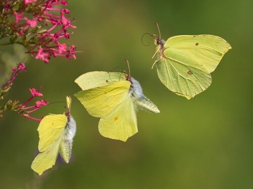 fotografo registra especies de borboletas 5