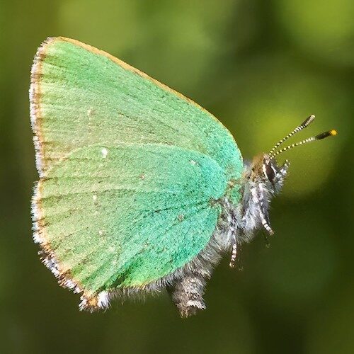 fotografo registra especies de borboletas 6