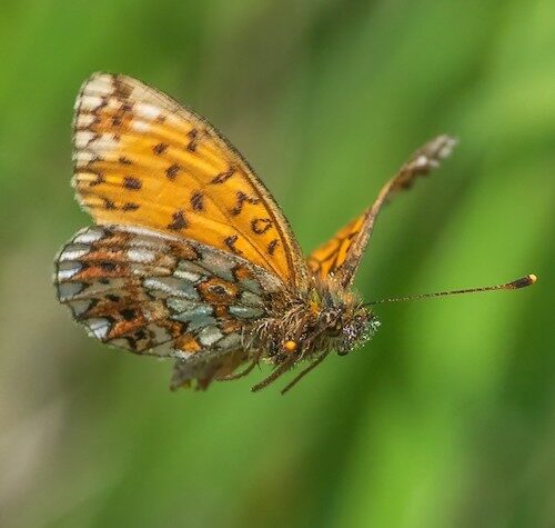 fotografo registra especies de borboletas 8
