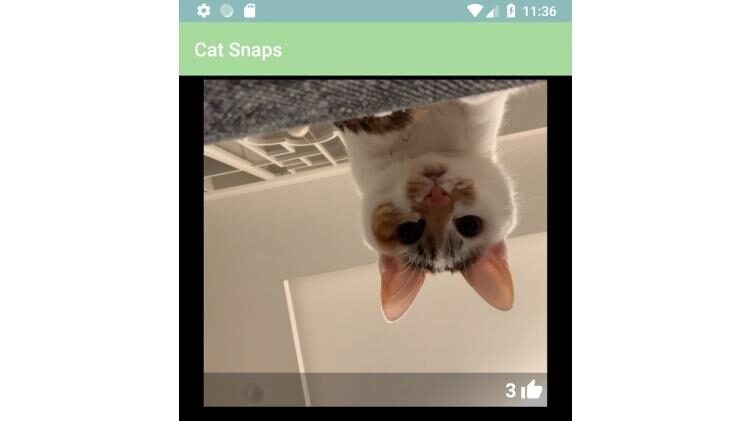 Selfie feita pelo Cats Snaps - Reprodução - Reprodução